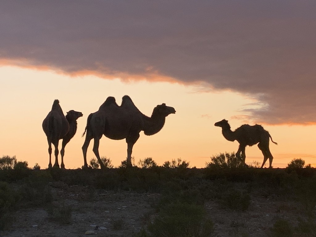 Above: Camels were often the only sign of life for Puckator’s Mark Saunders.