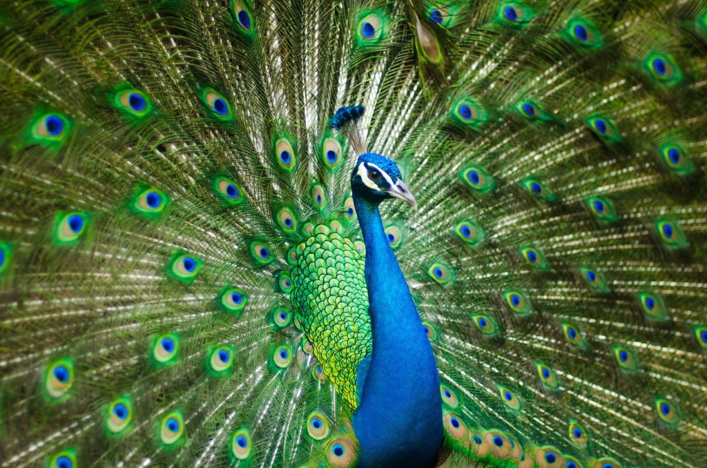 Above: Peacock themed baubles are already a hot favourite, say John Lewis.