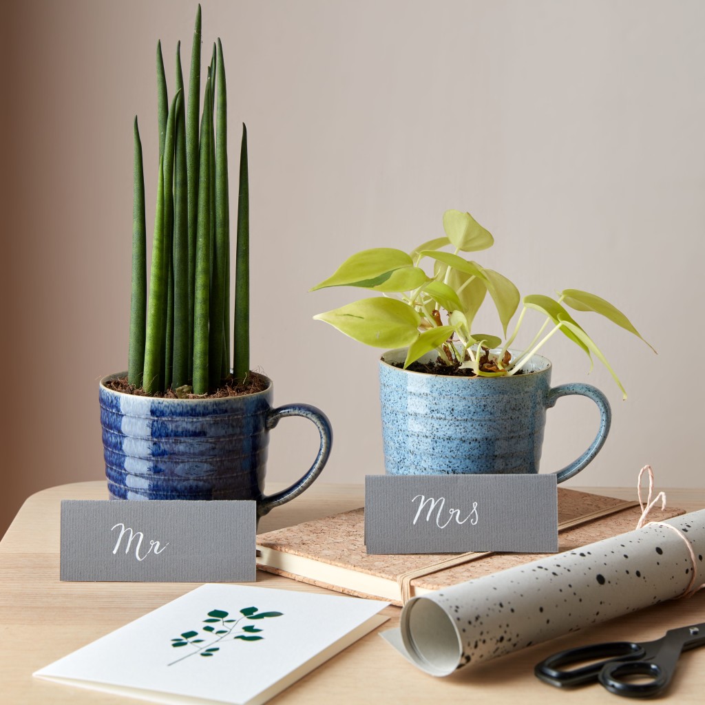 Above: Denby’s Studio mugs can be used for indoor plants.