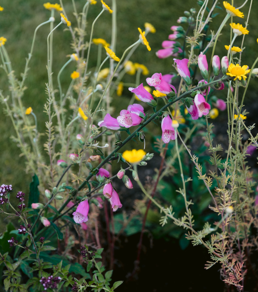 Above: Among the flowers that have been planted.